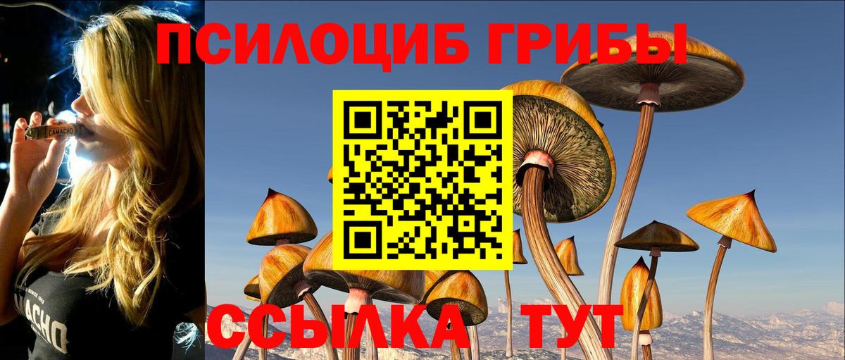 Галлюциногенные грибы Psilocybe Калининград